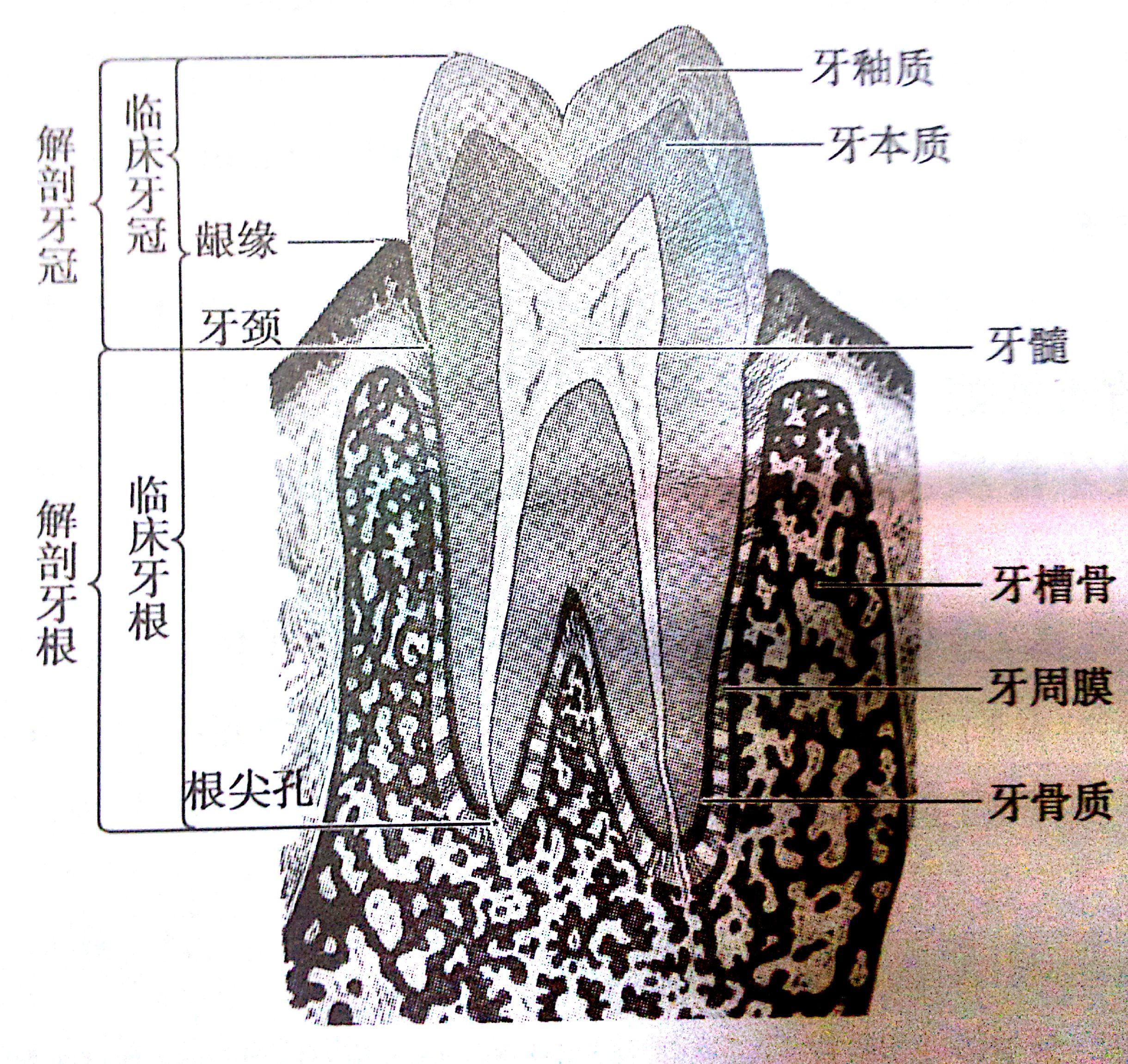 首先,大家应该了解一些正畸中的生物学基础   颌骨与牙槽骨的可塑性骨