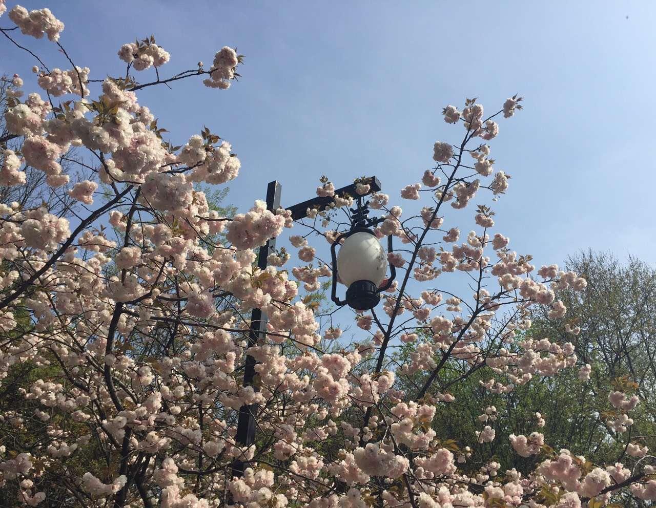 请问这种樱花叫什么名字呢?谢谢各位大侠。 -