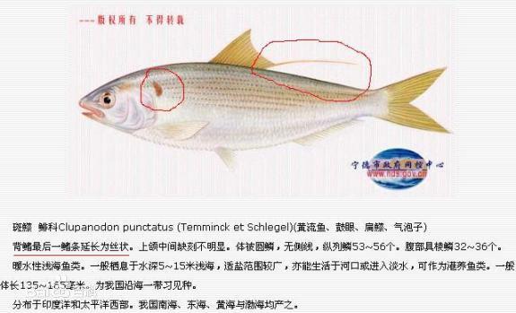 请问谁图片中的知道是什么种类的鱼?(天津塘沽死鱼)