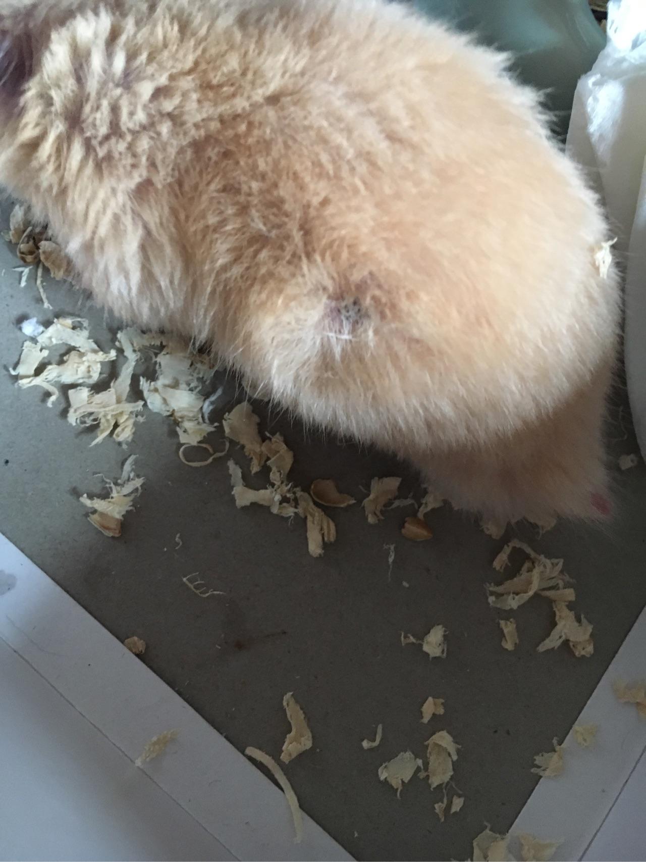 仓鼠身上长了个黑色的东西,毛也有点秃了.该怎么办 - 知乎