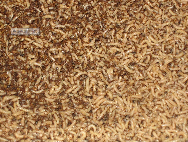 你见过(听说过)最恶心或者最恐怖的生物是什么?