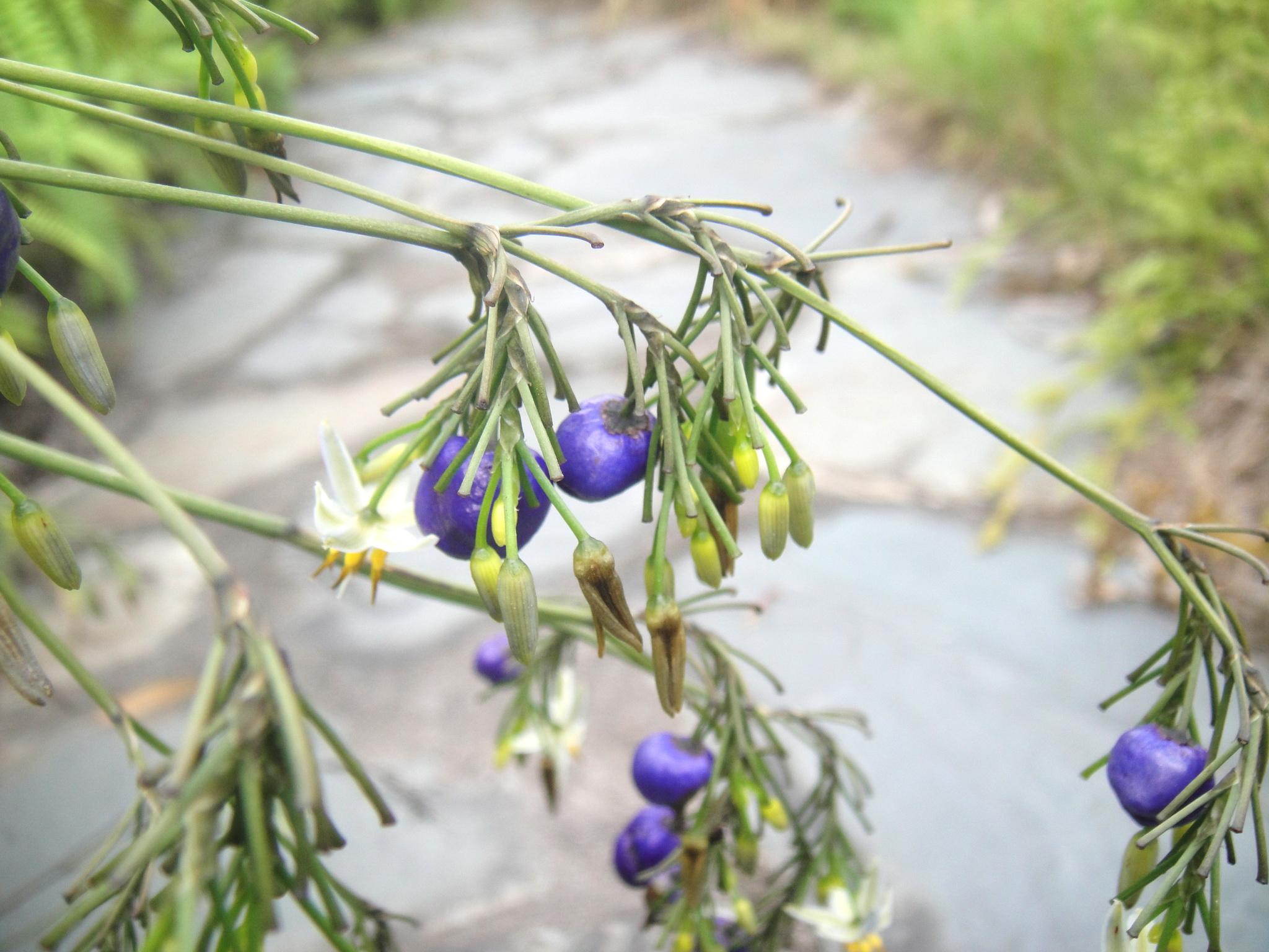 有一种结紫色小圆果实的灌木植物是什么?_百度知道