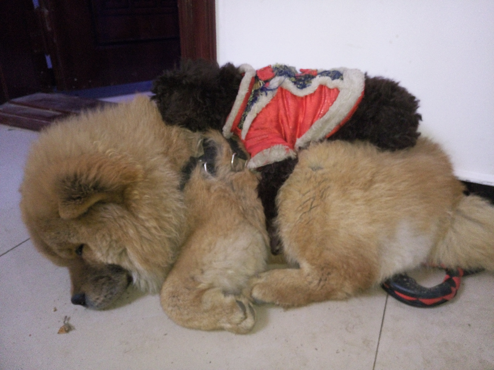 五六个月的泰迪怎么训练? - 宠物训练 - 知乎