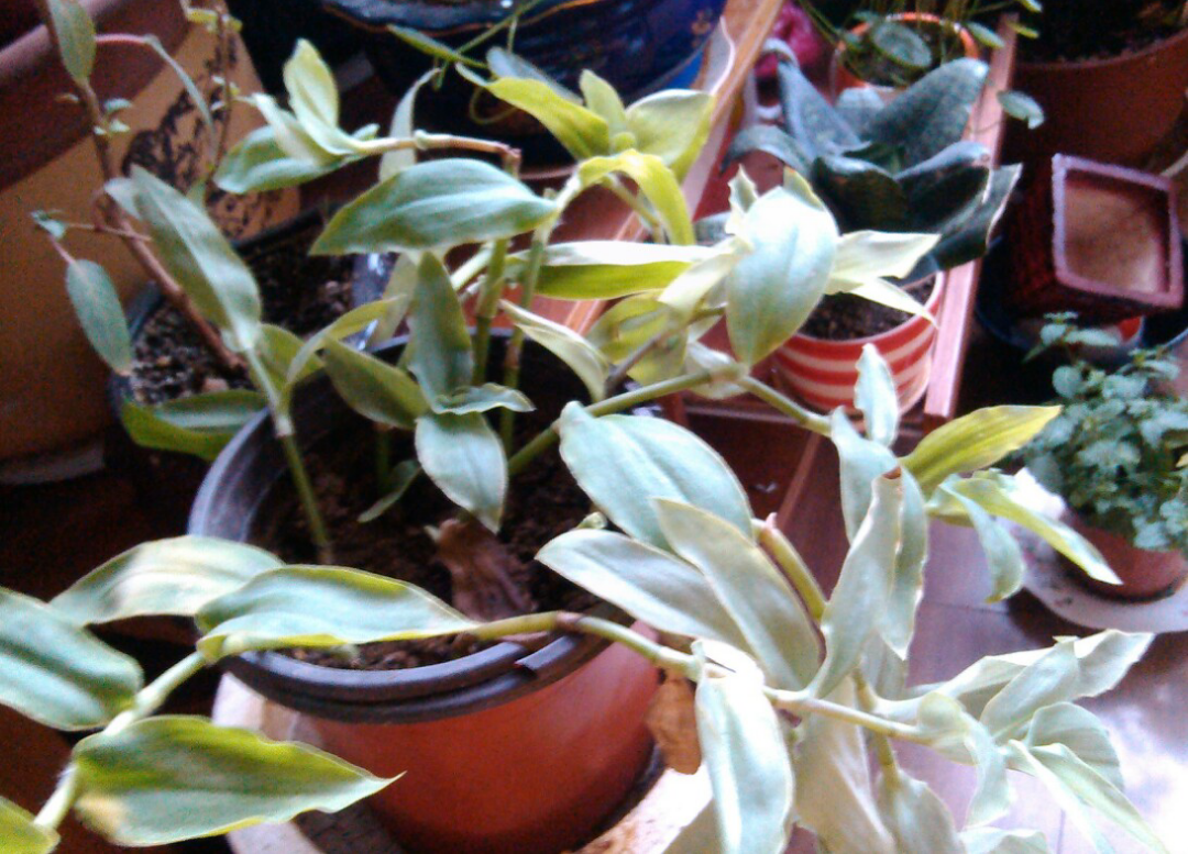 它叫什么名字啊?