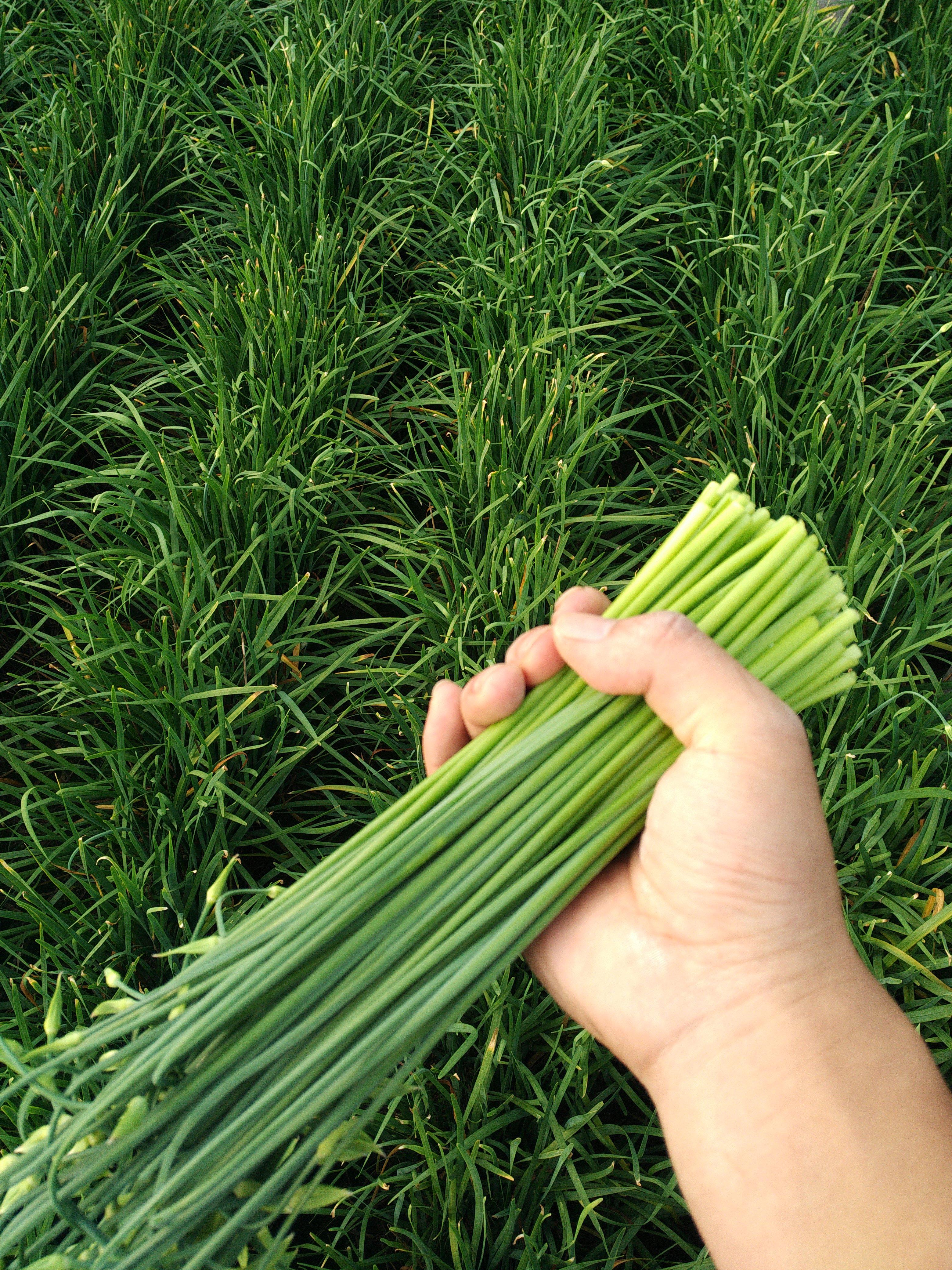 什么时候韭菜翻根最好 e041b59446e7b25bce114c5b028ea22f_r.jpg