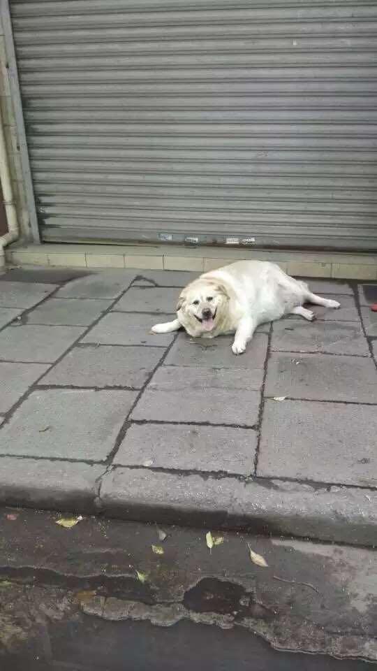 养一只特别胖的宠物是一种怎样的体验?