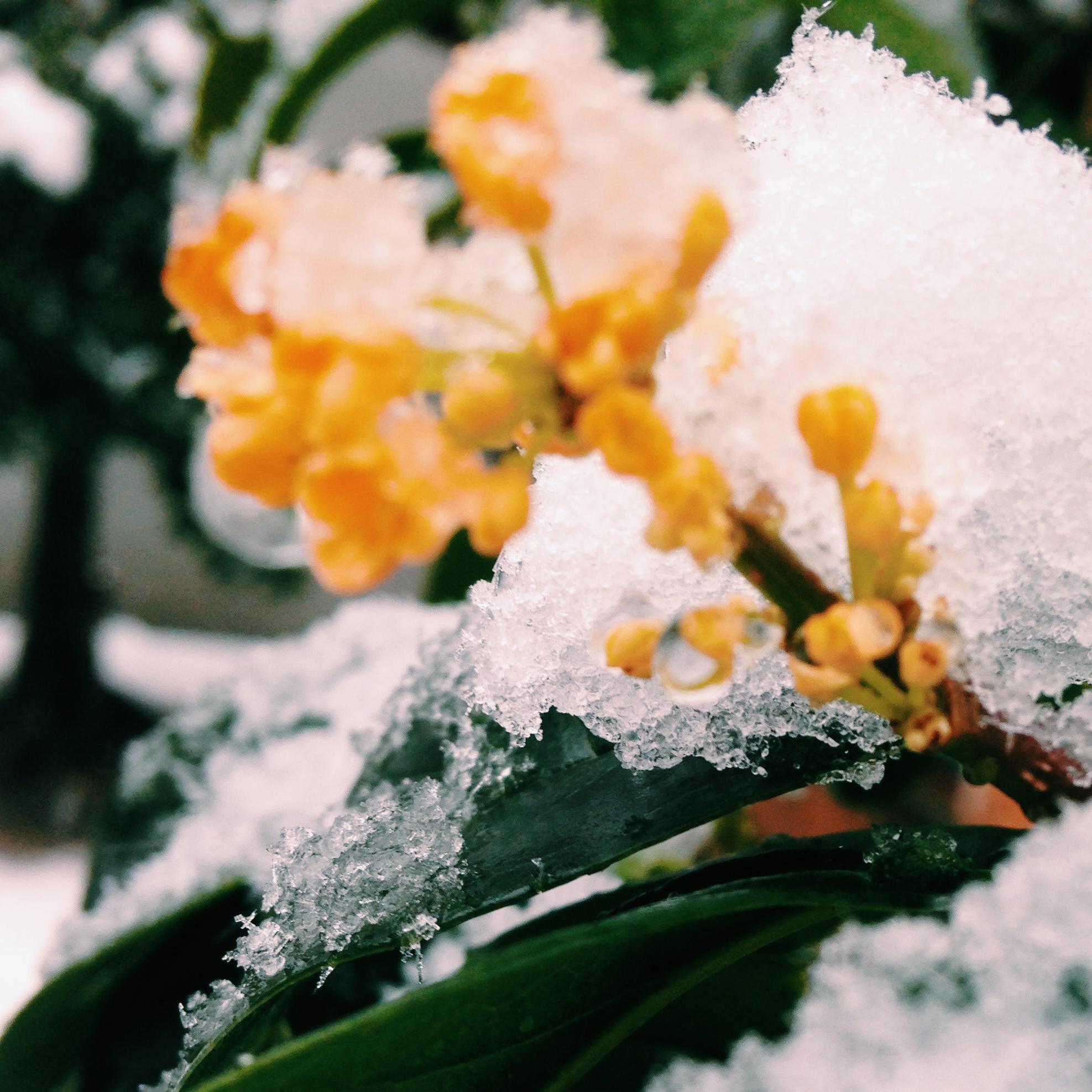 雪下的桂花对,这就是我打开窗户从空调上挖的雪,捏的(粗糙的)爱心
