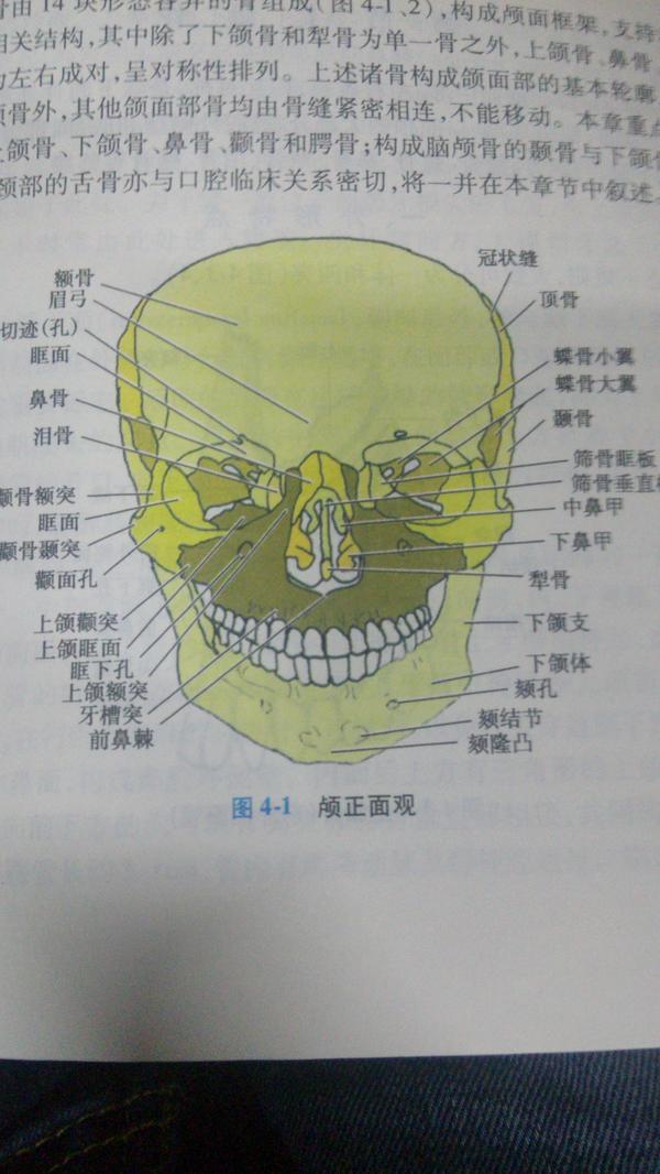 颌下是哪个位置图片