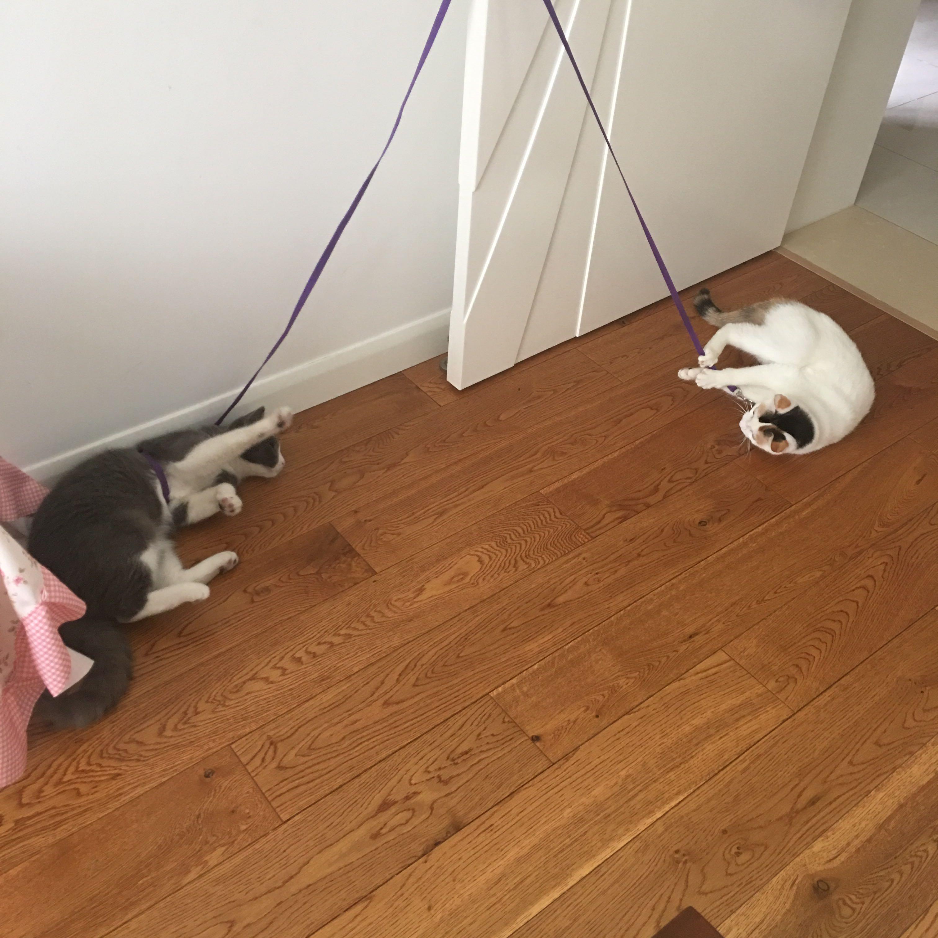 为什么有人遛狗,却没看到有人溜猫。换句话说