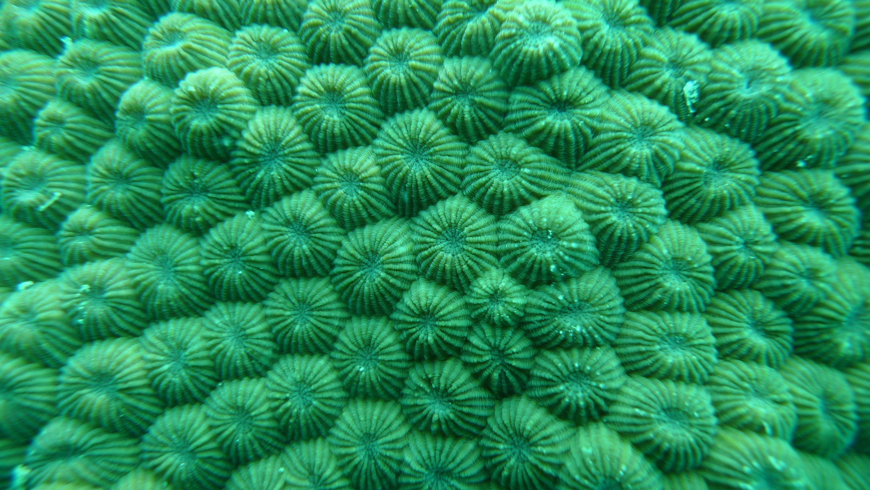 给密集恐惧症患者做壁纸(这个真的是珊瑚啊,拍于马来西亚)