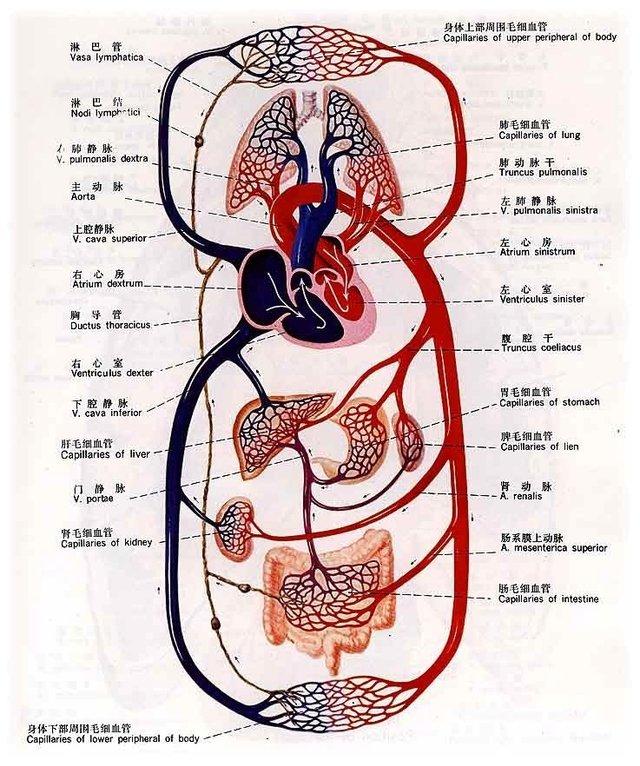 体循环动脉分支图图片