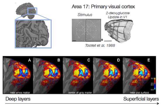 【fMRI Note】Module10.2 Spatial and Temporal Resolution of Bold fMRI ...