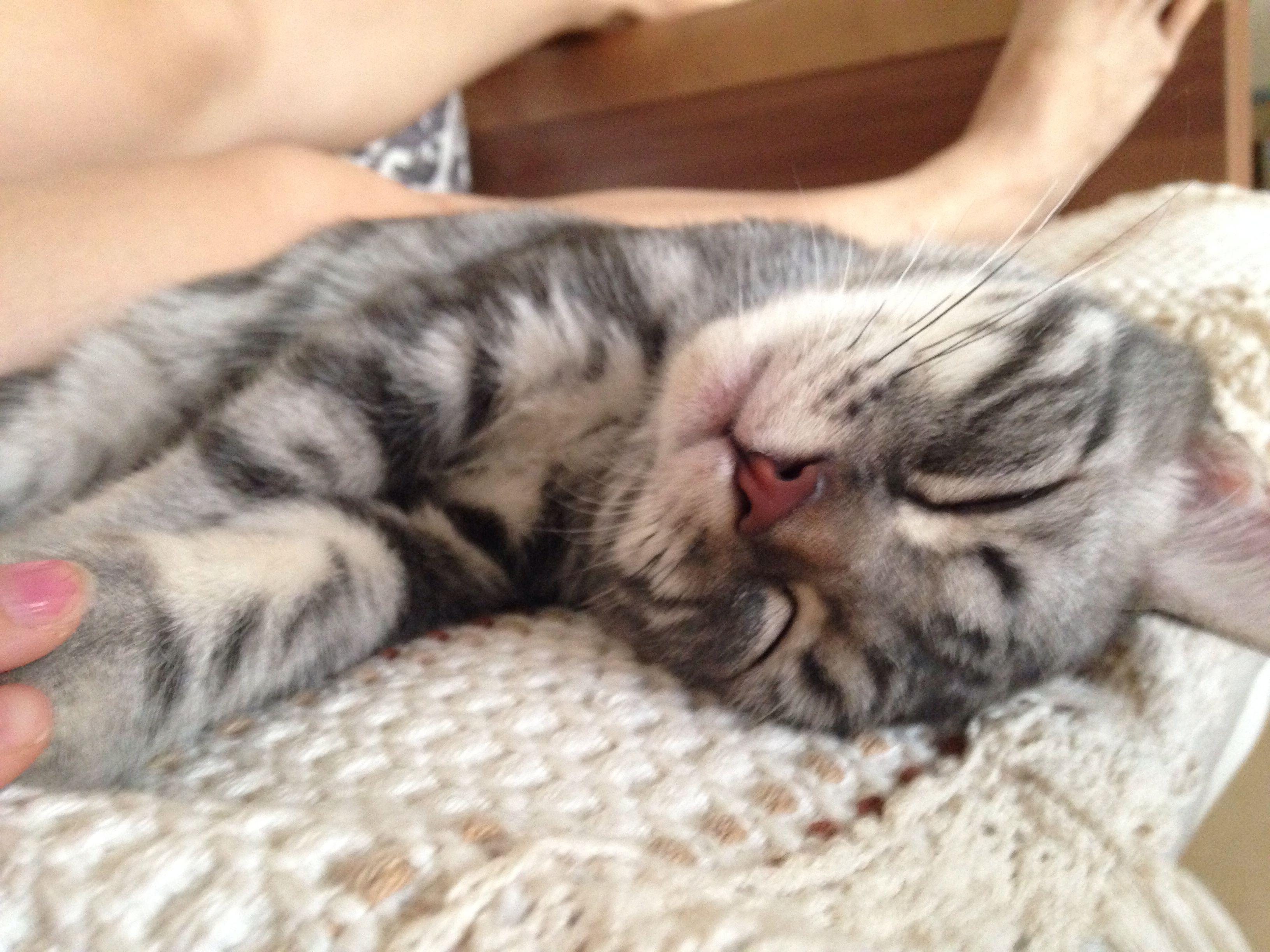 什么宠物猫最黏人 e91eb62ed19b9779bbb24594b5219091_r.jpg