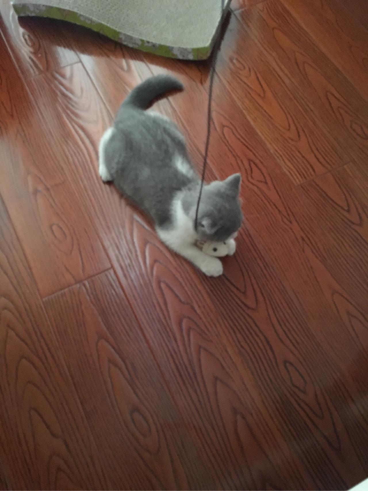 你家的猫喜欢玩什么玩具?