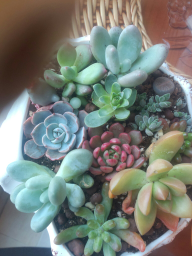 新手多肉淘宝3天运回来以后没洗根也没去根上