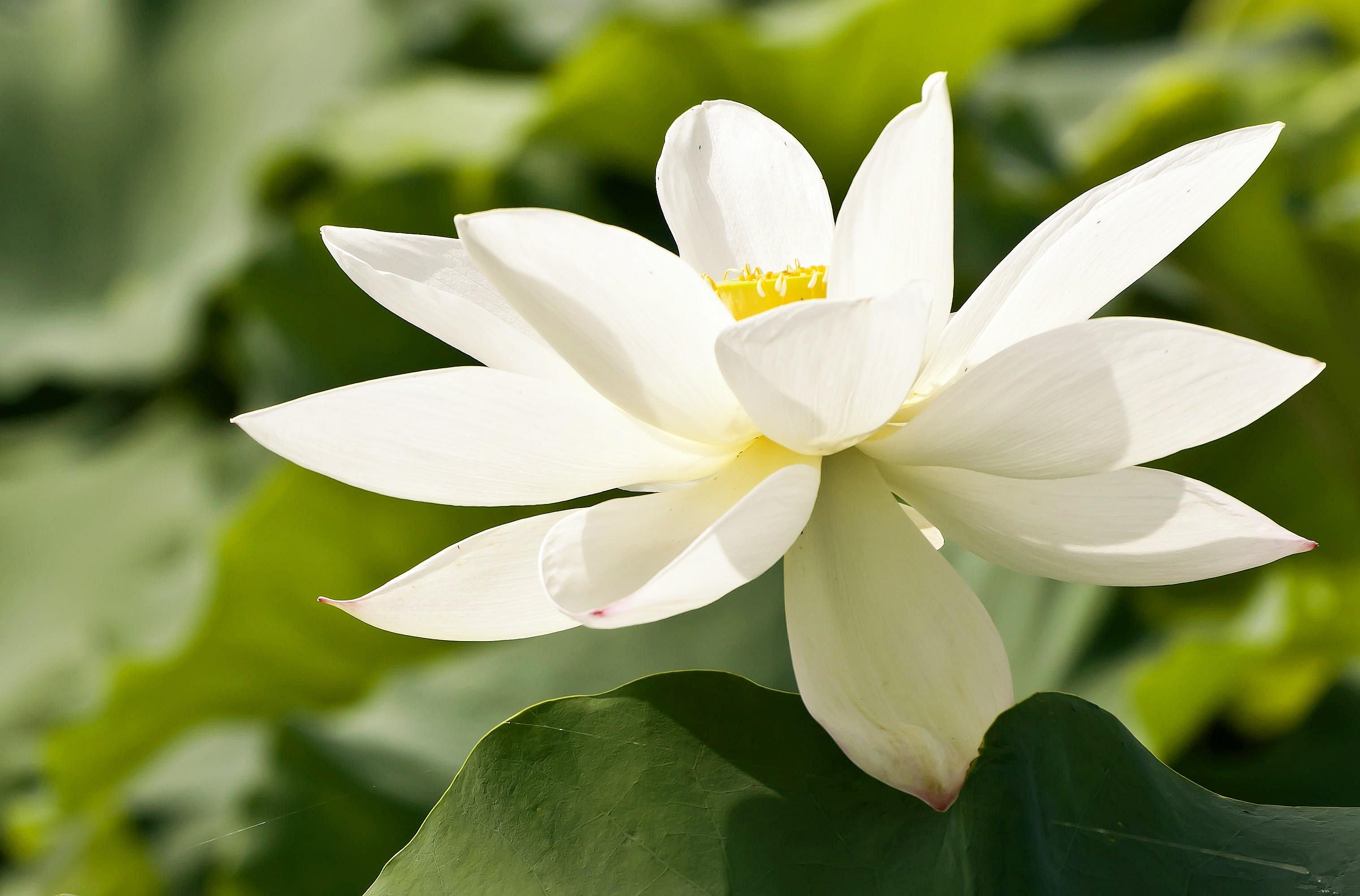 莲花 花 白色的花 - Pixabay上的免费照片 - Pixabay