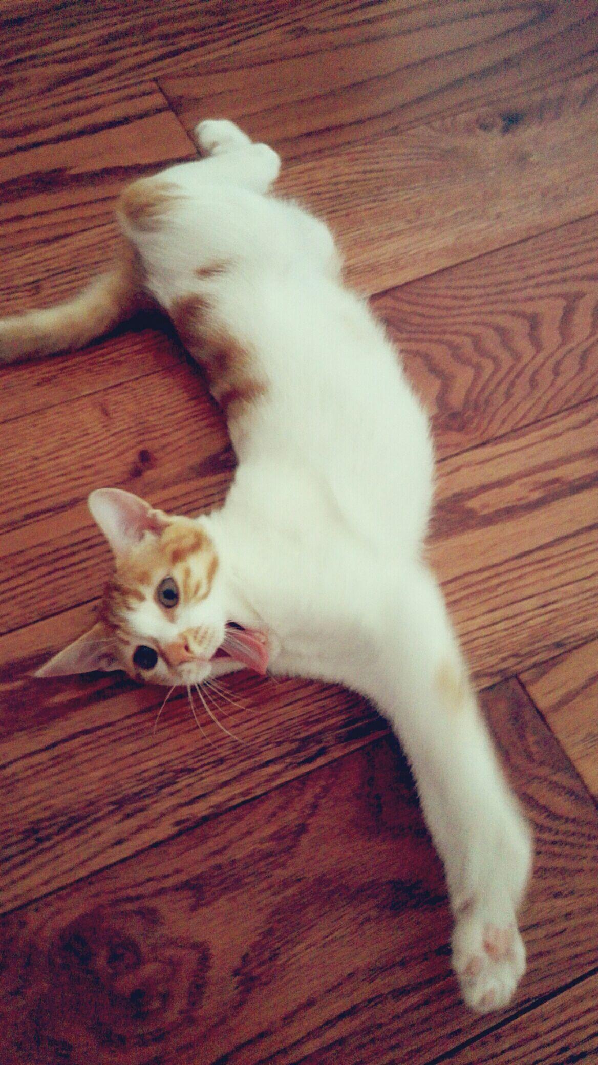 猫跳楼之后躺着不起来怎么办?