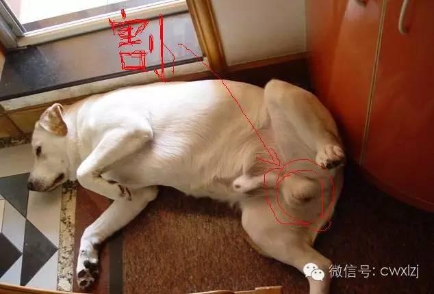 狗狗子宫大小图片