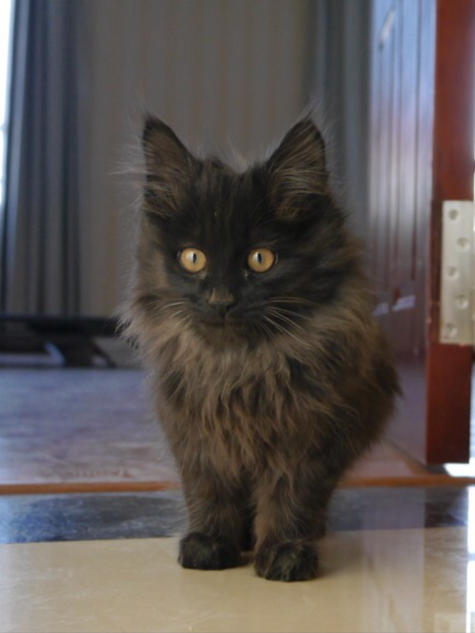 有没有人知道这只猫是不是纯种的波斯猫? - 动