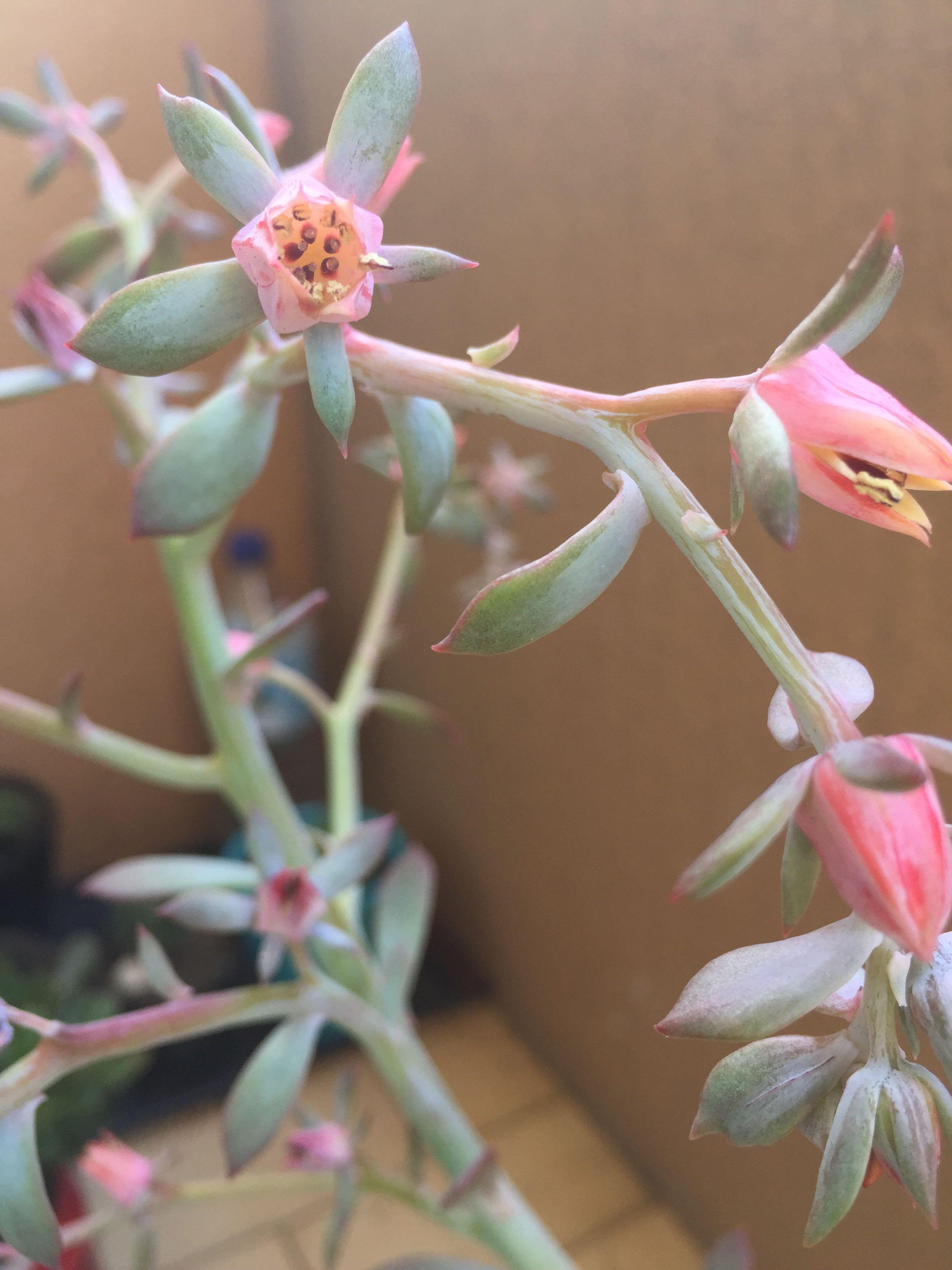 景天科石莲花属如何授粉?