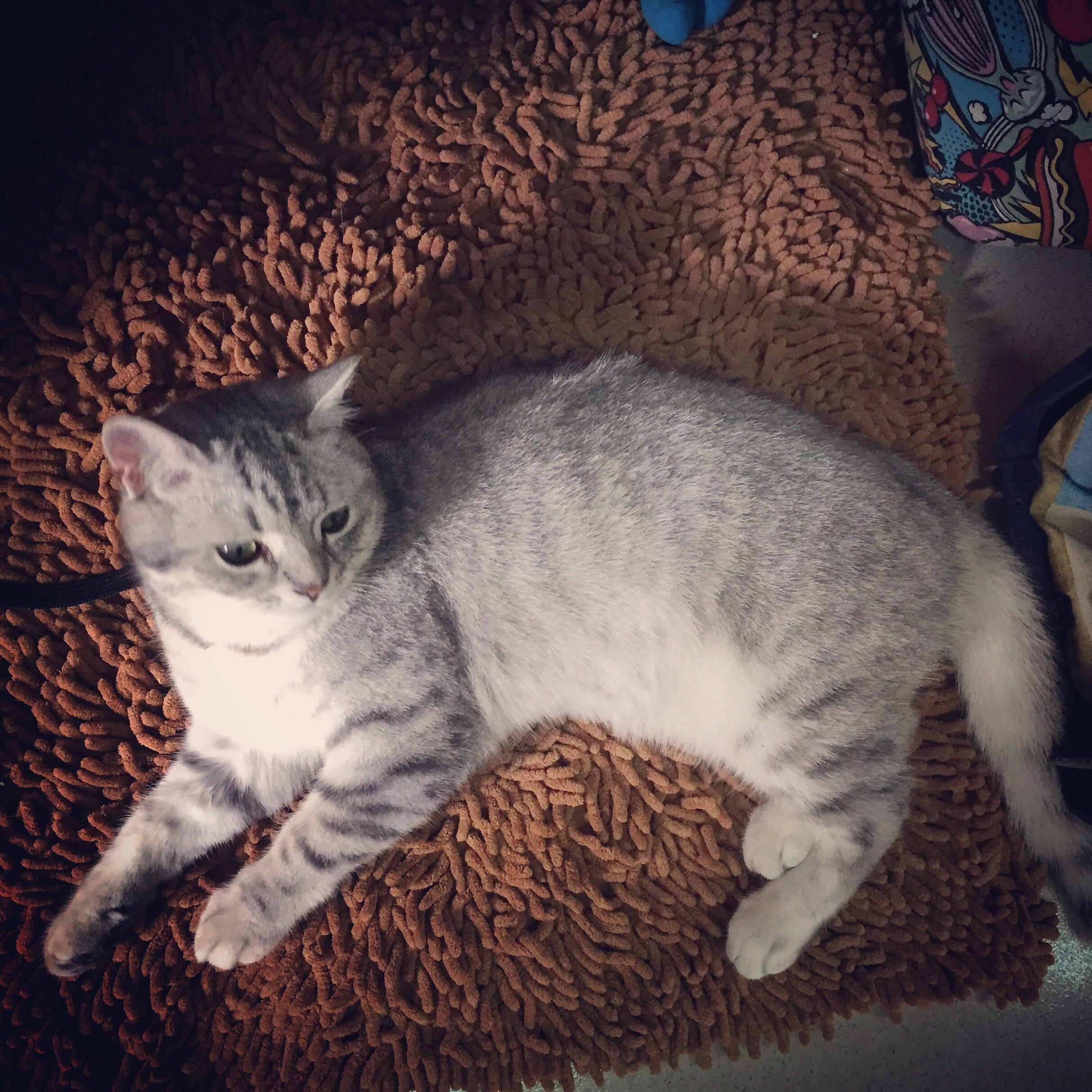 给猫吃什么好?猫粮?进口?国产?猫饭? - 不知道