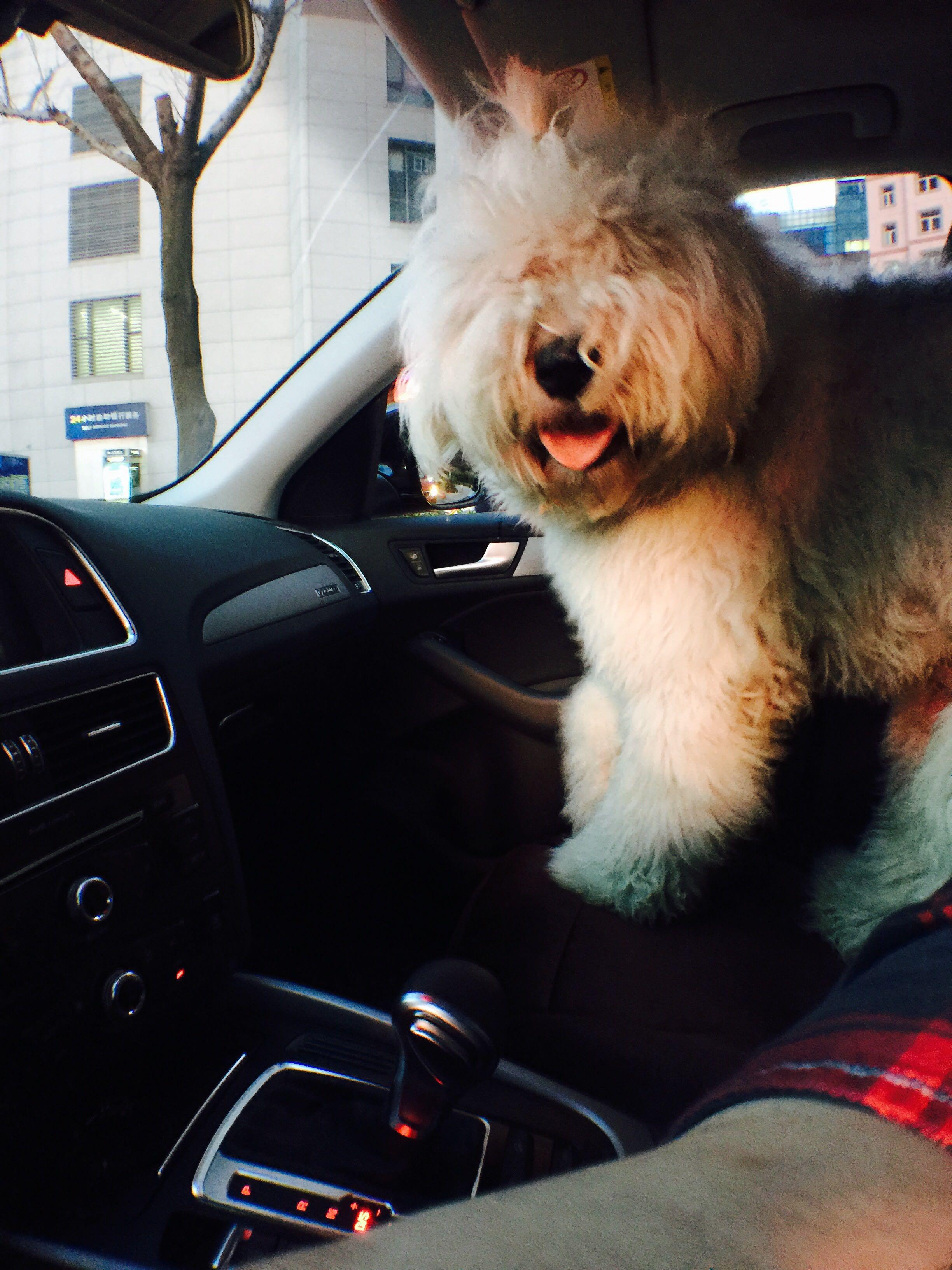 有一只体型大的狗是种什么体验? - 夏衍的回答