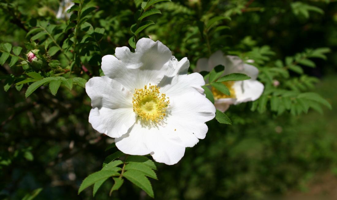 【花名册】送春归,十六夜蔷薇 - 知乎