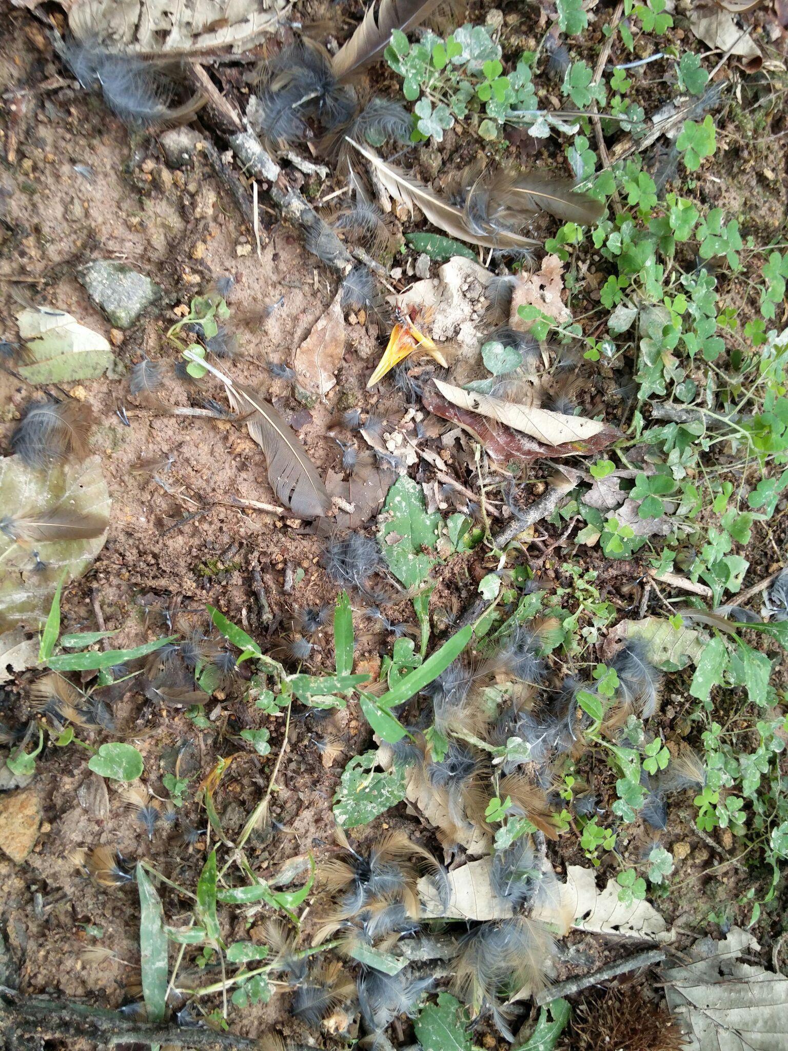 自然界有哪些很残酷的现象? - hearsay 的回答