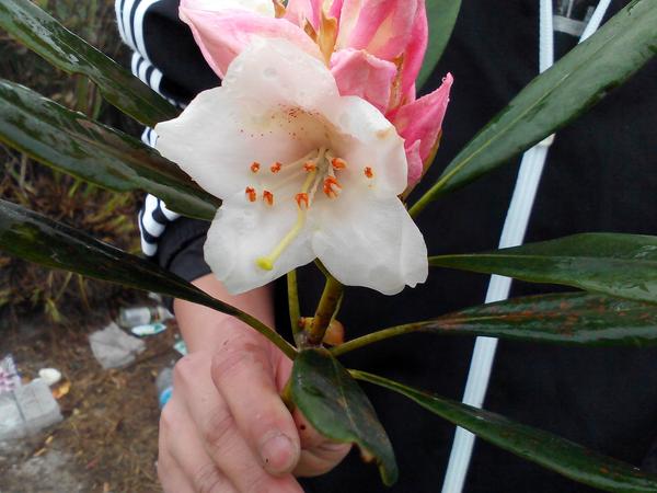 山上美丽花朵 fa68fbcbaf07775931a0e45bda0f4aaa_b.jpg