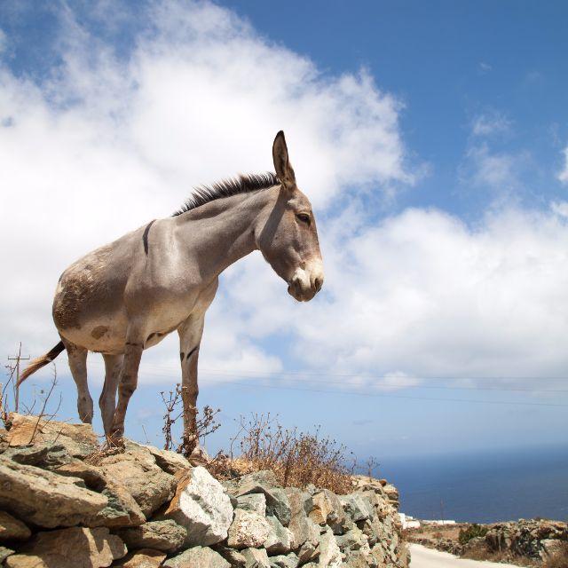 深夜惊奇    驴脾气