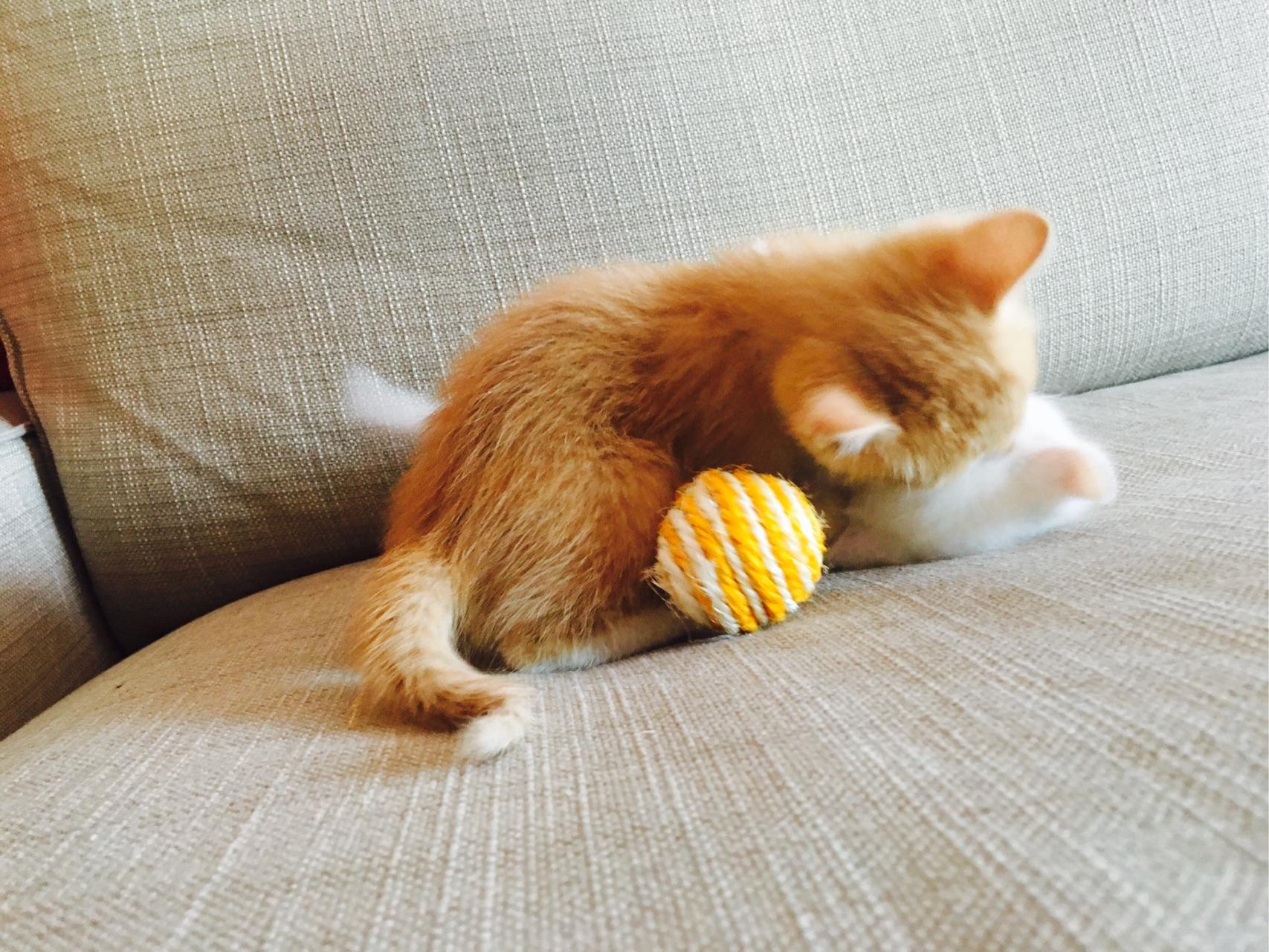 有哪些性价比很高的猫玩具? - Bestimmung 的