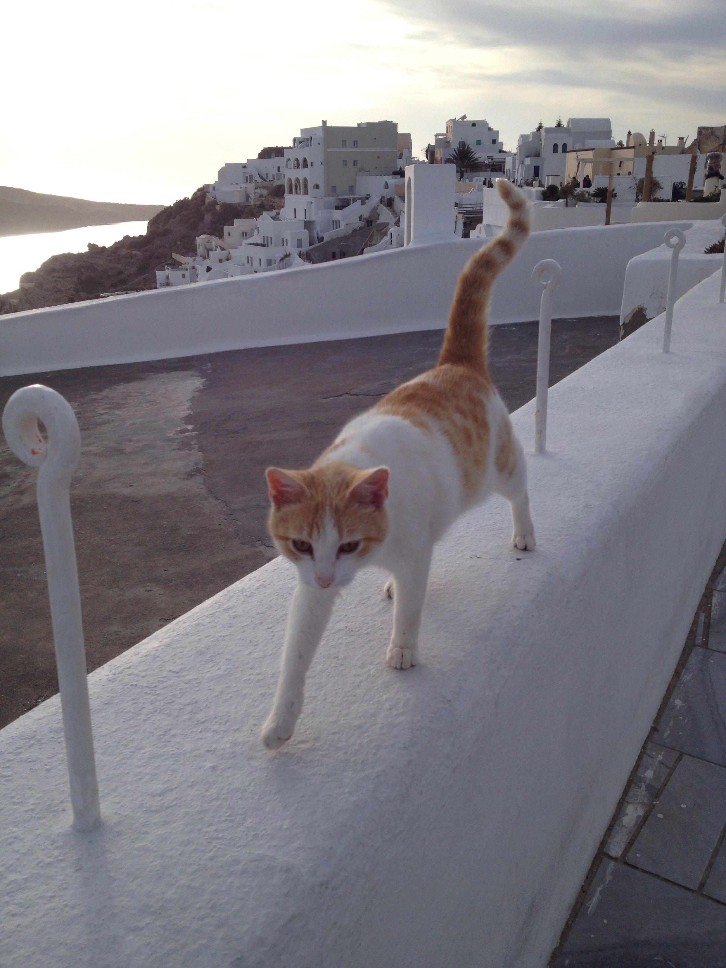 不会撩猫的人强撩是什么体验? - Wwww 的回答