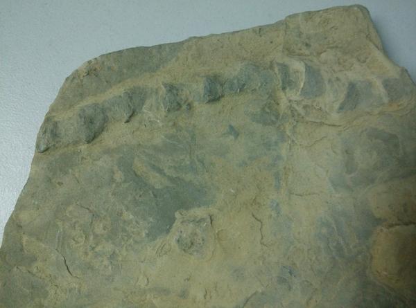 这块古遗迹化石标本是什么? - 知乎