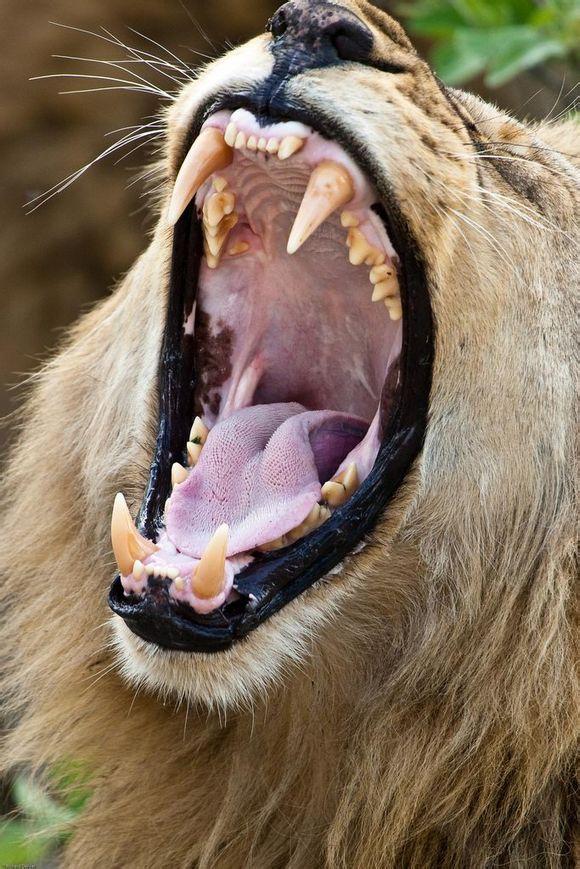 食肉动物的牙齿图片