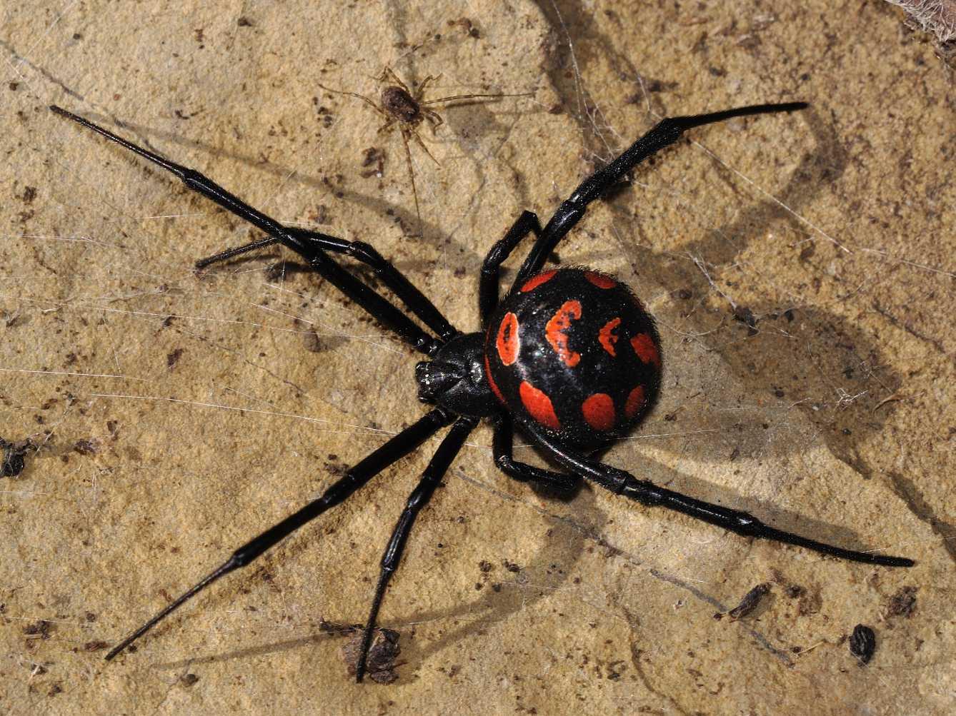 中国常见的毒蜘蛛图片