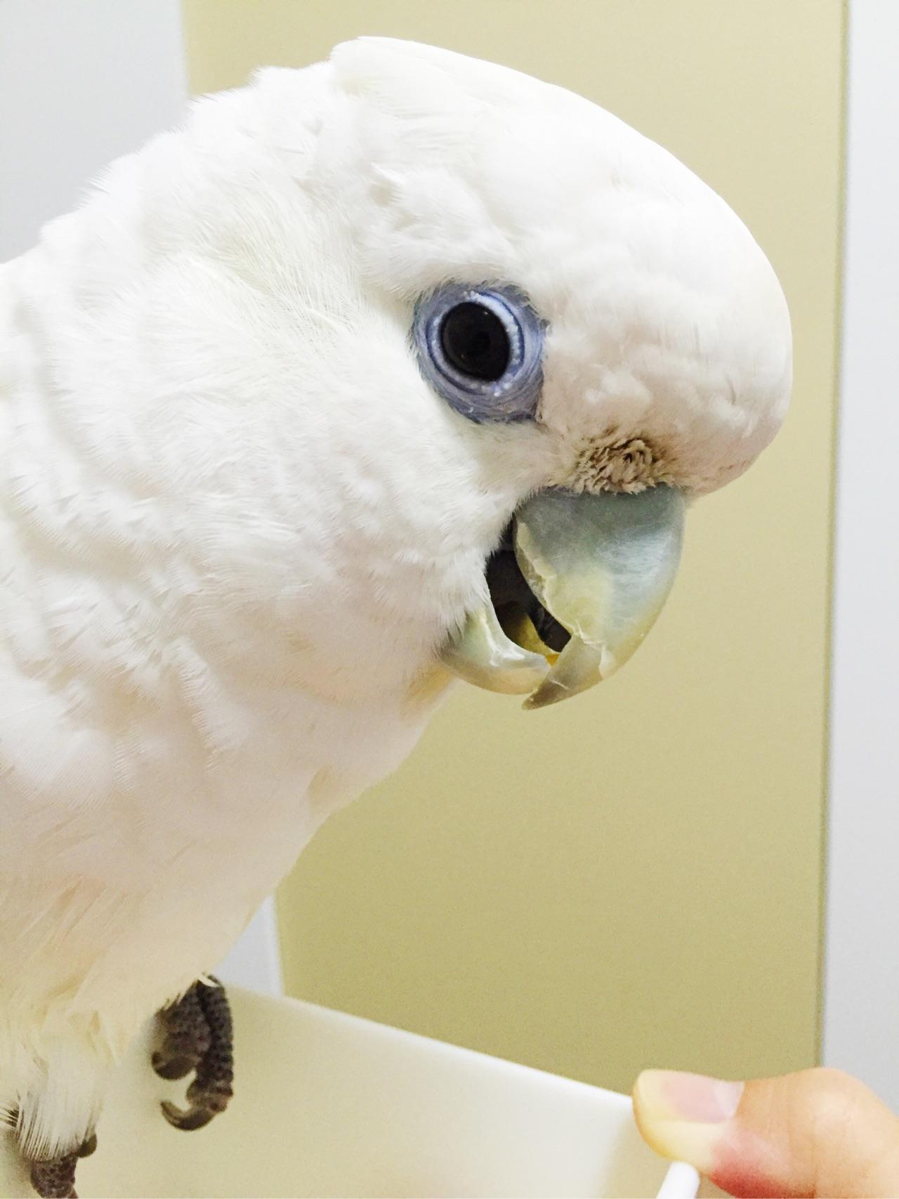 养狗人士常说「我家的狗不咬人」是一种什么心