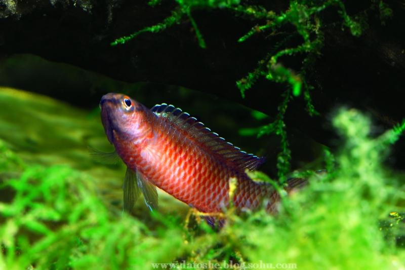 盈江变色龙 - 知乎