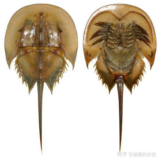 地球演义铁虿狰狞14板足鲎杂谈