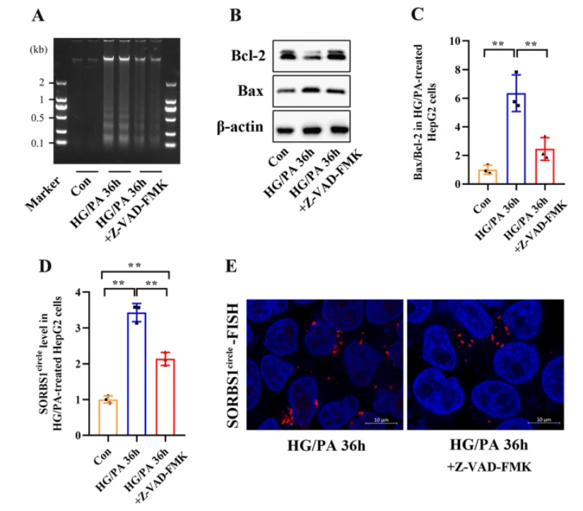 云序客户if83血清eccdna测序助力t2dm糖尿病生物标志物新发现