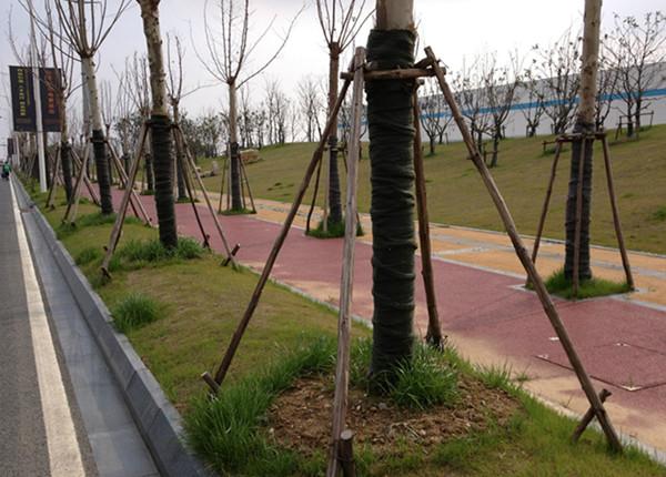 园林树木风障支撑5大方法 - 知乎