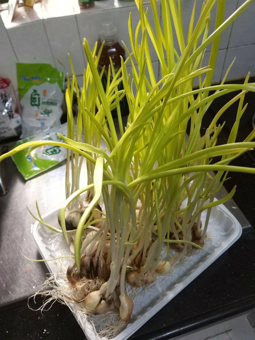 大蒜记录植物生长过程-图库-五毛网