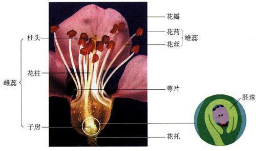 胚珠 - 知乎