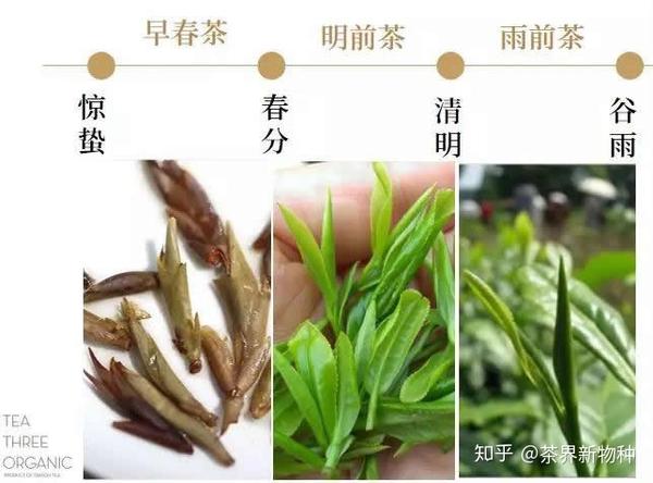 T三茶事生活丨T三有机茶“茶事大讲堂”开课啦! - 知乎
