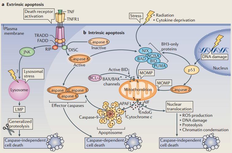[笔记]自噬与凋亡的相互作用 - 知乎