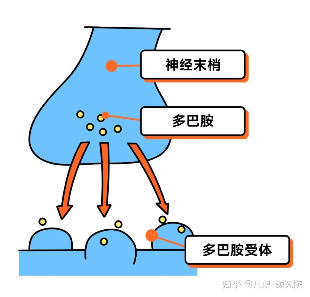 凡澳颜究院 |糖瘾≈毒瘾？多巴胺奖赏系统深度解析 - 知乎