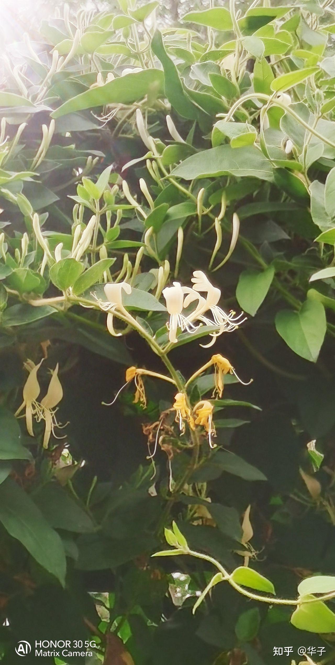 华子原创:《五月随笔》(散文) 知乎