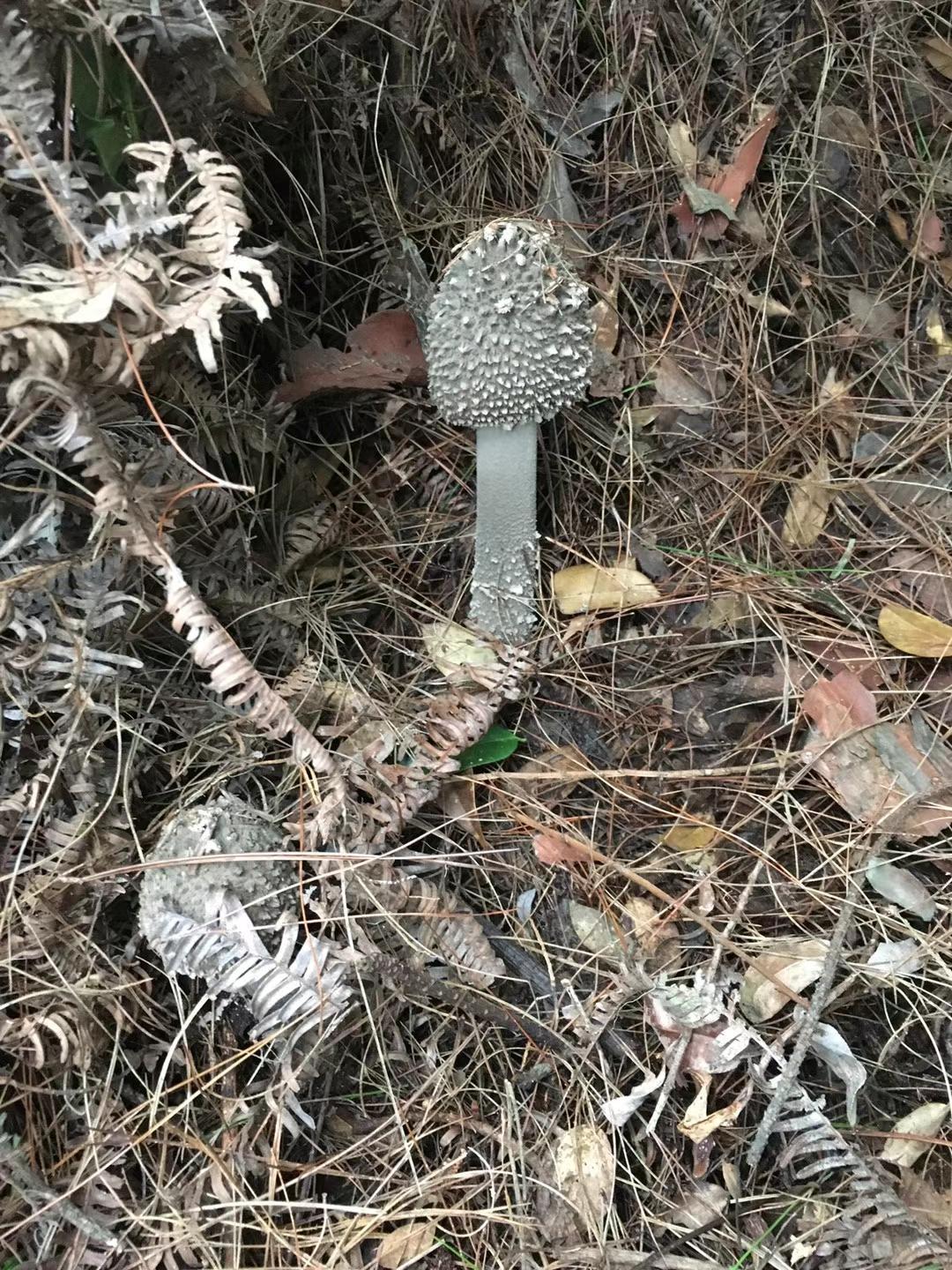 闽南美食特产夏秋轮转季节的专属美食之茶油爆炒麻丝菇
