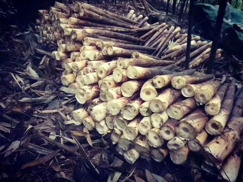 贵州方竹笋好竹连山觉笋香