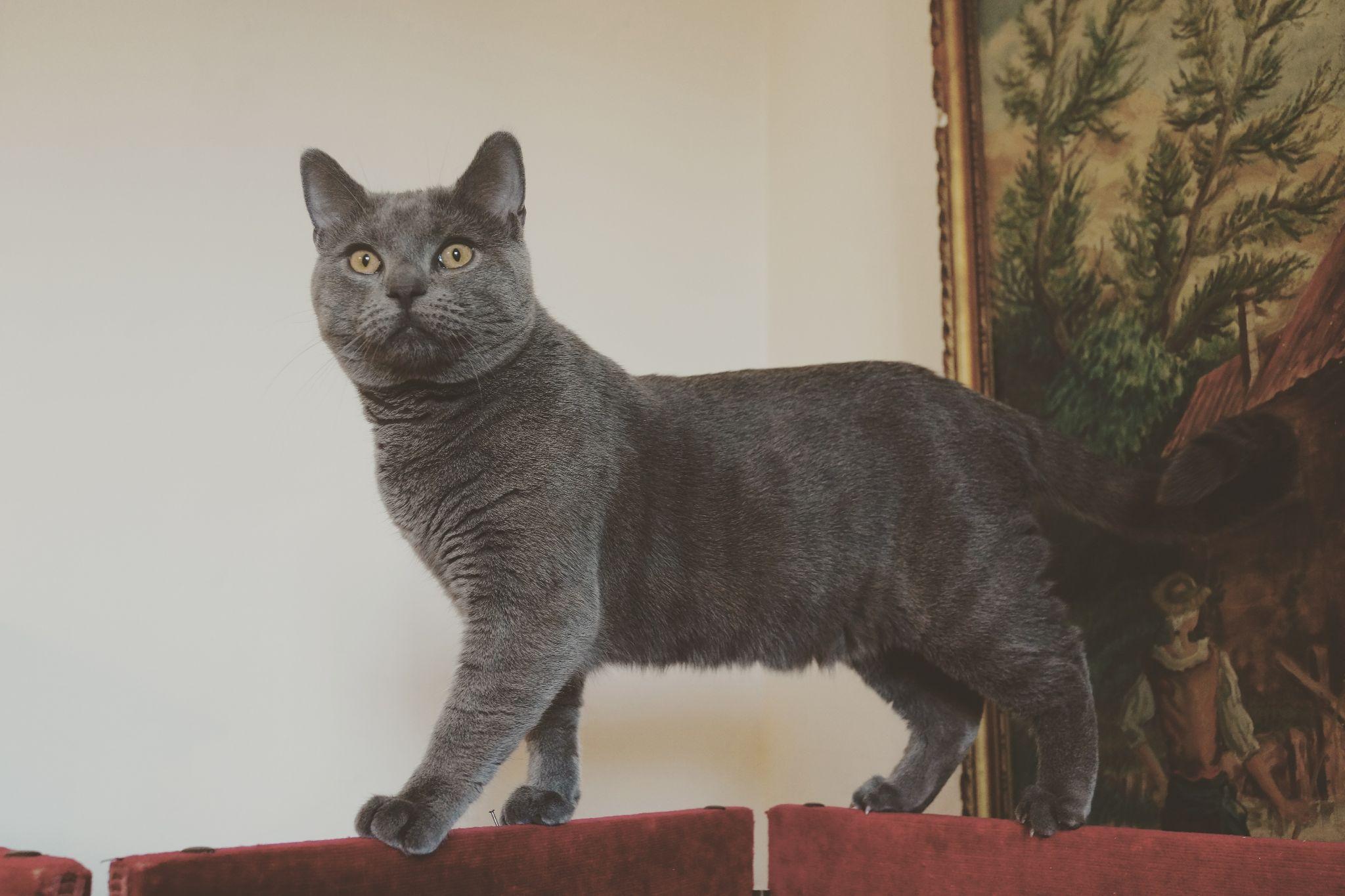 英短,俄罗斯蓝猫和沙特尔猫这三种猫的区别在哪里? - 知乎