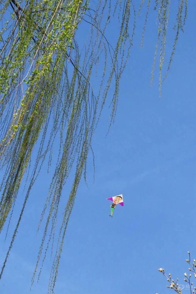 你不知道的云南发明滇式风筝